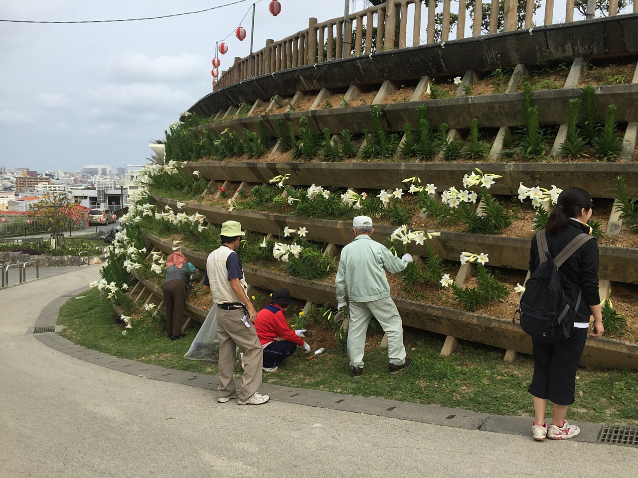 平成27年度大石公園ゆり祭り前ボランティア清掃